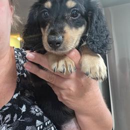 Gizmo - Dapple male Dachshund puppy in El Paso, Texas from Mells Weenies