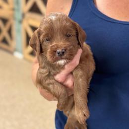 Scooter - Red  male Goldendoodle puppy in Wharton, Texas from Little Fur Friends