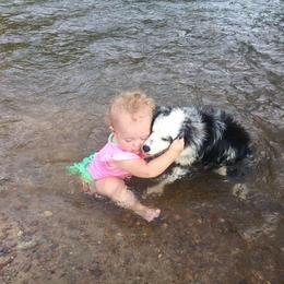 Miniature Australian Shepherd and Toy Australian Shepherd Puppies from Cooper Creek Aussies
