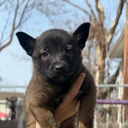 Blue - Fawn sable male Belgian Malinois puppy in Boise, Idaho from Wings of Freedom Retrievers and Malinois