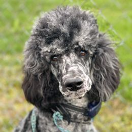 Goldendoodles from LouCity Goldendoodles