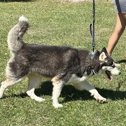 Nika - Siberian Husky