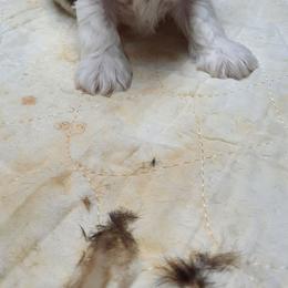 Ryker - Chocolate, tan and white male Yorkshire Terrier puppy in Hartford City, Indiana from Dare to Dream Yorkies