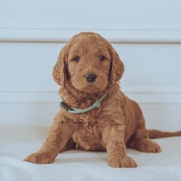 Goldendoodle Puppies from Abner Creek Doodles
