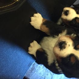 Bernedoodles and Bernese Mountain Dogs from Bernese Home
