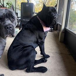 Balrog - Cane Corso