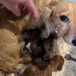 Girl 3 - Red female Dachshund puppy in Mt. Sterling, Illinois from Doxie Do's