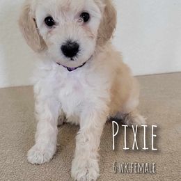 Goldendoodle Puppies from Stacy Warwick