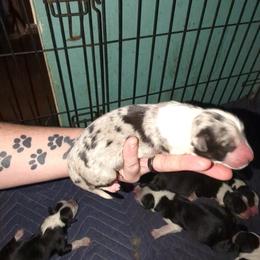 Australian Shepherd and Great Dane Puppies from AEW Farm