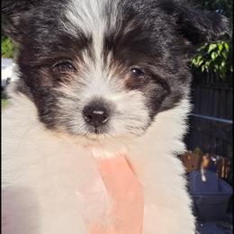 Pomeranian and Shihpoo Puppies from Lisas Pomeranians