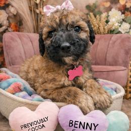 Cocoa - Wheaten female Whoodle puppy in Knoxville, Tennessee from Fleury Farm Doodles TN