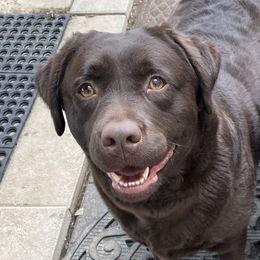 Sisu - Labrador Retriever