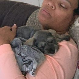 Miniature Schnauzer Puppies from Pierhaus Minature Schnauzers