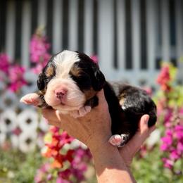 Archie - Black rust and white male Bernese Mountain Dog puppy in Idaho from Bernese By Barzees