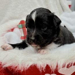 Red collar with tail - Black tri male Miniature Australian Shepherd puppy in 32046, Florida from River Hill Ranch