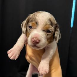 Piper the dapple piebald girl - Dapple female Dachshund puppy in Casselberry, Florida from Amore Mini Dachshund Breeders & More