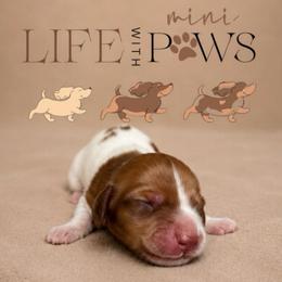Olivia - Cream female Dachshund puppy in Palm Bay, Florida from Life With Mini Paws
