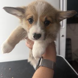 Tiffany - Red female Pembroke Welsh Corgi puppy in St Clair, Missouri from A Spot Of Blue Great Danes/ Marshland Corgis