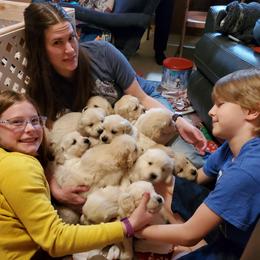 English Setter, Golden Retriever, and Gordon Setter Puppies from Katherine Lirette