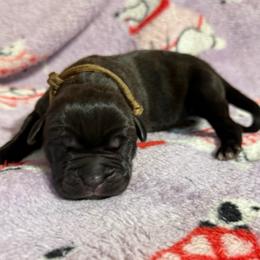 Dark Brown - Black brindle male Cane Corso puppy in Paris, Texas from Knucklehead Cane Corso