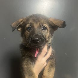 Illa (pink collar) - Sable female German Shepherd puppy in Jerusalem, Arkansas from Sudenblick German Shepherds