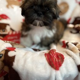 Goofy - Brindle male Shih Tzu puppy in Las Vegas, Nevada from Vegas Shih Tzus