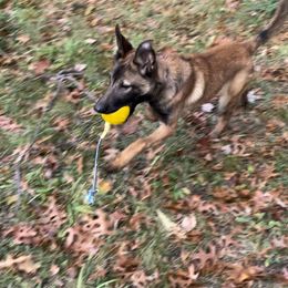 Girl 1 - Belgian Malinois puppy in Alger, Michigan from Aspen’s Edge Kennel