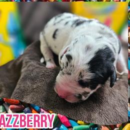Jazzberry - Harlequin female Great Dane puppy in Brookings, South Dakota from Debonair Danes