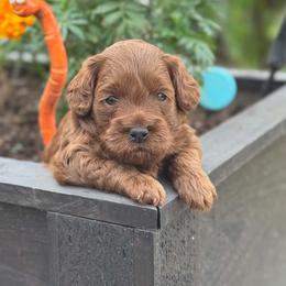 Clover - Red female Cockapoo puppy in Pledger, Texas from Sugarbear Cockapoos