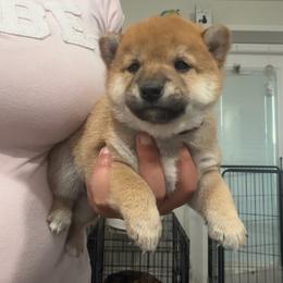 Nanami - Seven seas mauve collar - Red female Shiba Inu puppy in Lehigh Acres, Florida from SWFL Happy Dogs