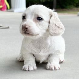 Dachshund Puppies from RRD