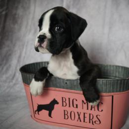 Boxer Puppies from Big Mac Boxers