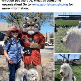 Bernedoodle, Goldendoodle, and Aussiedoodle All Grown Up from Arizona Goldendoodles