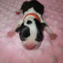 Red Ribbon Female - Black and white female Boston Terrier puppy in Cedar Hill, Texas from Baldwins Boston Terriers