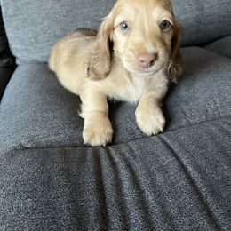 Nick - Cream Dachshund puppy in Perris, California from Doxie_pupps