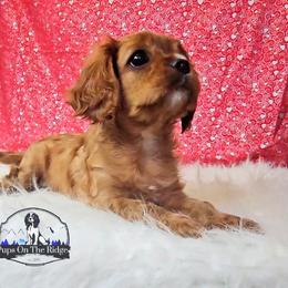Cavalier King Charles Spaniel and Companion Cross Puppies from Pups on the Ridge