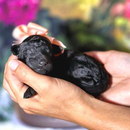 Raddish - Black female Poodle puppy in Springfield, Oregon from Valaurah Farms