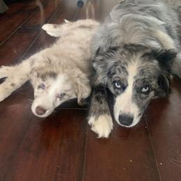 Sky - Australian Shepherd