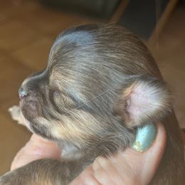 Val - Chocolate sabled fawn Chihuahua puppy in Tecumseh, Oklahoma from Callie’s Happy Chihuahuas, Callie’s Happy Treasures LLC