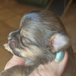 Val - Chocolate sabled fawn Chihuahua puppy in Tecumseh, Oklahoma from Callie’s Happy Chihuahuas, Callie’s Happy Treasures LLC