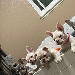 French Bulldogs from Southland Frenchies