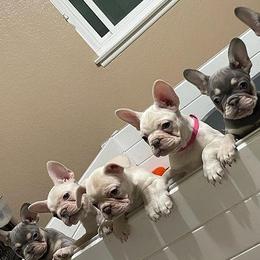 French Bulldogs from Southland Frenchies