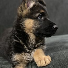 German Shepherd Puppies from Avielle Kellum