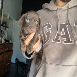 Kahlua - Chocolate female Dachshund puppy in Moreno Valley, California from rdachshunds