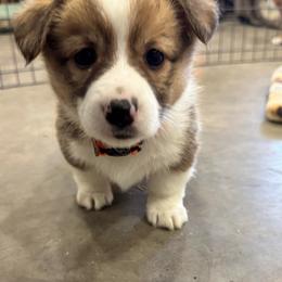Sweetie Pie - Sable female Pembroke Welsh Corgi puppy in Millsap, Texas from Punchy Pembroke Ranch