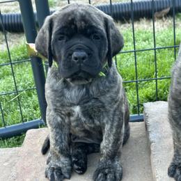 Mastiff puppies from Trindade Mastiffs