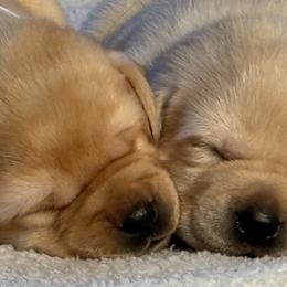 Labrador Retrievers from Pineview Meadow Labradors