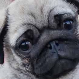 Boy 2 - Fawn male Pug puppy in Spokane, Washington from Blue Haven Stable