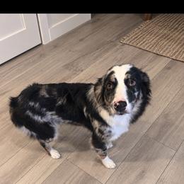Miley - Blue merle female Australian Shepherd puppy in Mcmillan, Michigan from Hall-N-Auss Australian shepherds