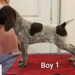 Boy 1 - German Shorthaired Pointer puppy from Kiroden German Shorthaired Pointers